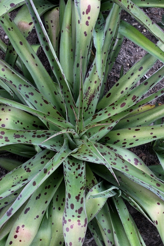 Image of Manfreda 'Helen Wynans'||