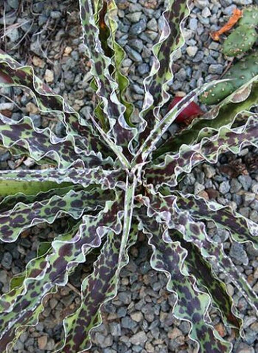 Image of Manfreda undulata 'Chocolate Chips'|Juniper Level Botanic Gdn, NC|JLBG