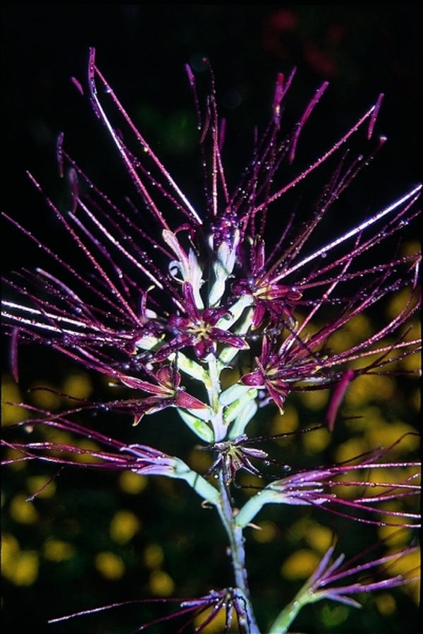 Image of Manfreda undulata|Juniper Level Botanic Gdn, NC|JLBG