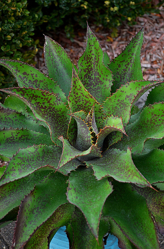 Image of Mangave 'Crazy Cowlick' |Walters Gardens, MI|Walters Gardens