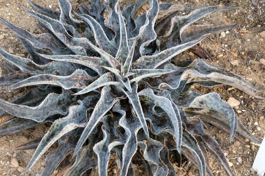 Image of Mangave 'Desert Dragon' PP 31,311taken at Walters Gardens, MI by JLBG