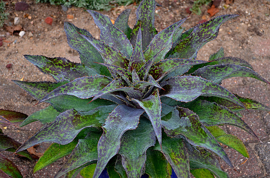 Image of Mangave 'Electric Cheetah' |Walters Gardens, MI|Walters Gardens