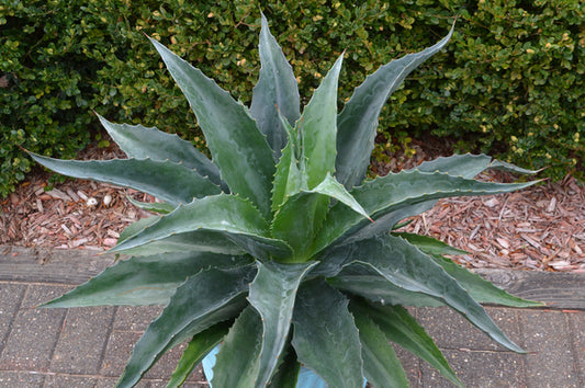 Image of Mangave 'Iron Man' PP 31,250|Walters Gardens, MI|Walters Gardens