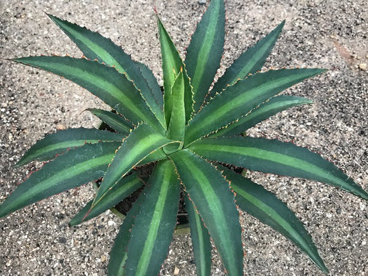 Image of Mangave 'Racing Stripes' PP 31,251|Walters Gardens, MI|H. Hansen