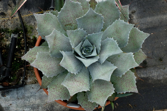 Image of Mangave 'Sponge Paint' PP 32,070|Walters Gardens, MI|Walters Gardens