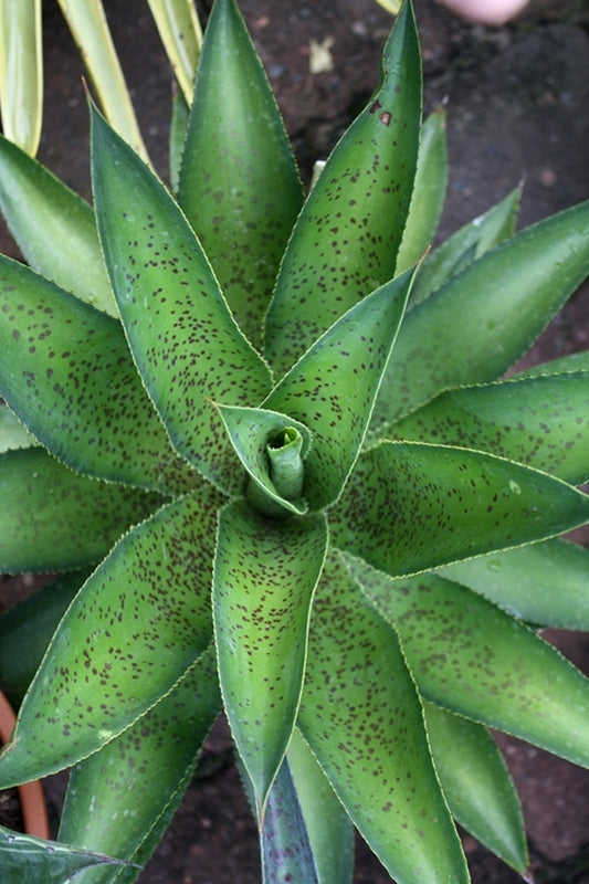 Image of Mangave gonzaloi||