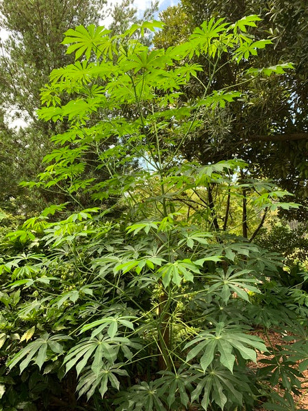 Image of Manihot grahamiitaken at Juniper Level Botanic Gdn, NC by Lidia Churakova