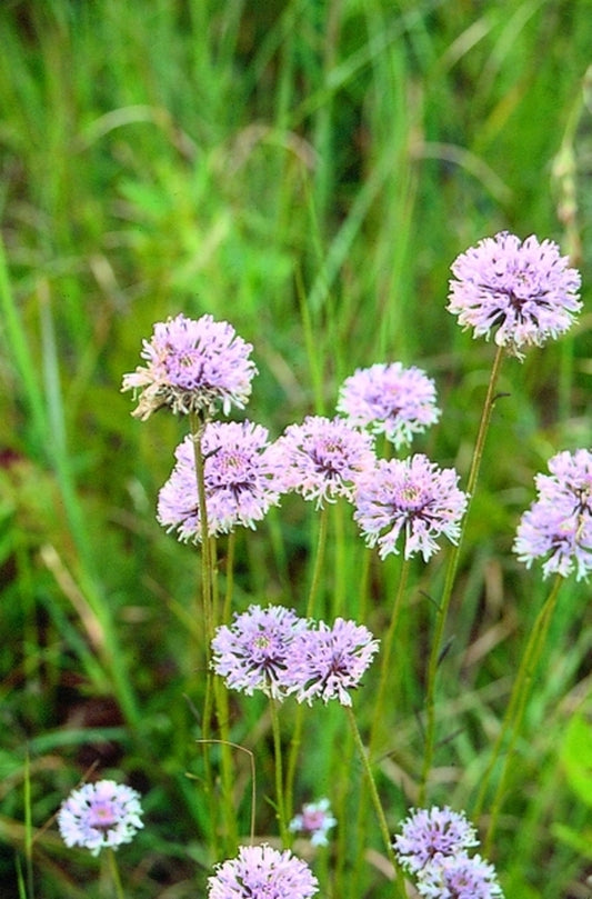 Image of Marshallia grandiflora|In Situ, Brunswick Co., NC|