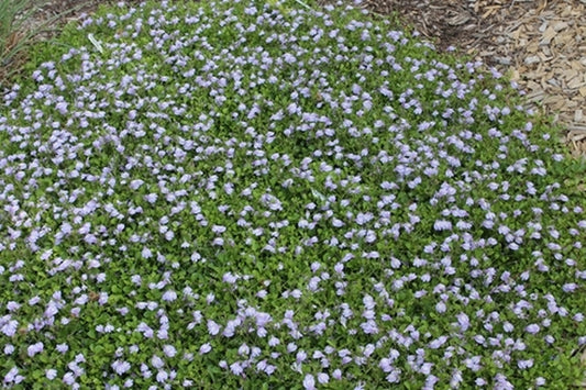 Image of Mazus reptans||