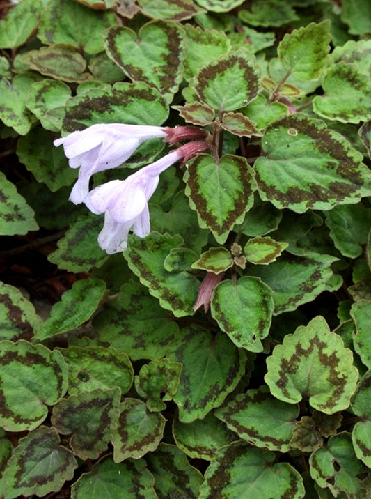 Image of Meehania montis-koyae||