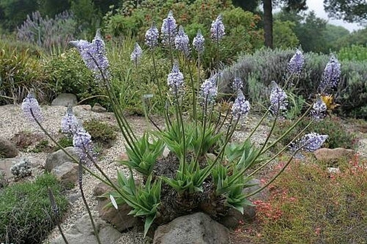 Image of Merwilla plumbea Chapin form|In Situ South Africa|C. Schoenfeld