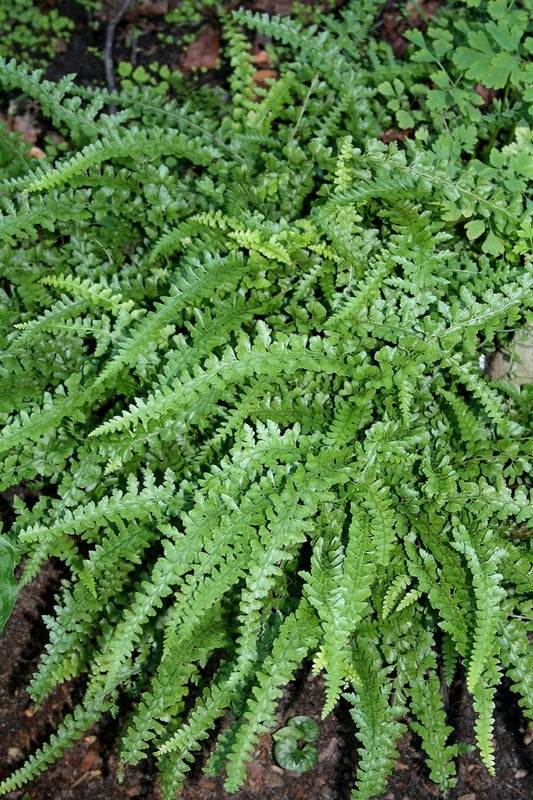 Image of Microlepia strigosa 'MacFaddeniae'|Juniper Level Botanic Gdn, NC|JLBG