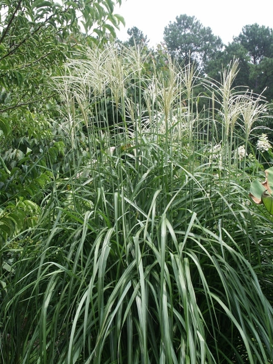 Image of Miscanthus 'Minuett'|Juniper Level Botanic Gdn, NC|JLBG