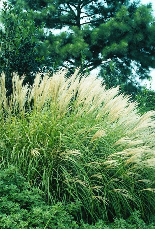 Image of Miscanthus sinensis 'Adagio'|Juniper Level Botanic Gdn, NC|JLBG