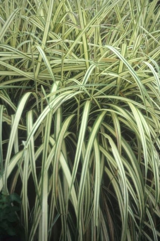 Image of Miscanthus sinensis 'Cabaret'|Juniper Level Botanic Gdn, NC|JLBG