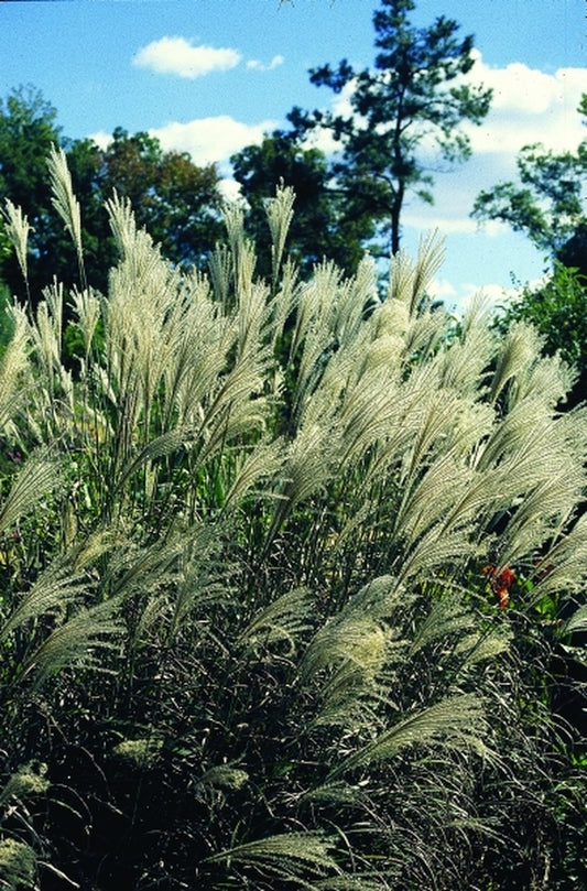 Image of Miscanthus sinensis 'Hinjo'|Juniper Level Botanic Gdn, NC|JLBG