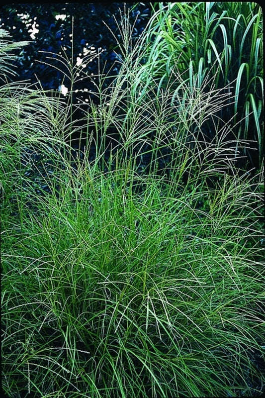Image of Miscanthus sinensis 'Little Kitten'|Juniper Level Botanic Gdn, NC|JLBG