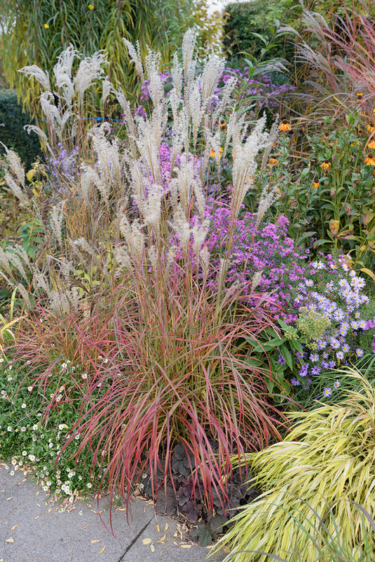 Image of Miscanthus sinensis 'Little Miss' PPAF||PlantHaven