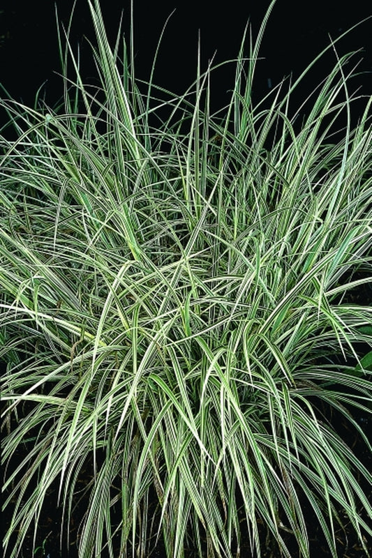 Image of Miscanthus sinensis 'Rigoletto'|Juniper Level Botanic Gdn, NC|JLBG