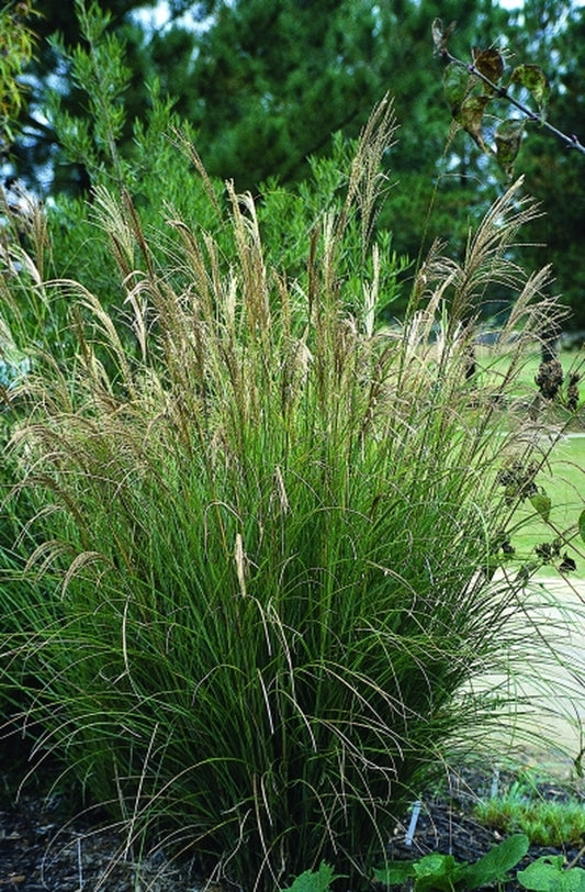 Image of Miscanthus sinensis 'Sarabande'|Juniper Level Botanic Gdn, NC|JLBG