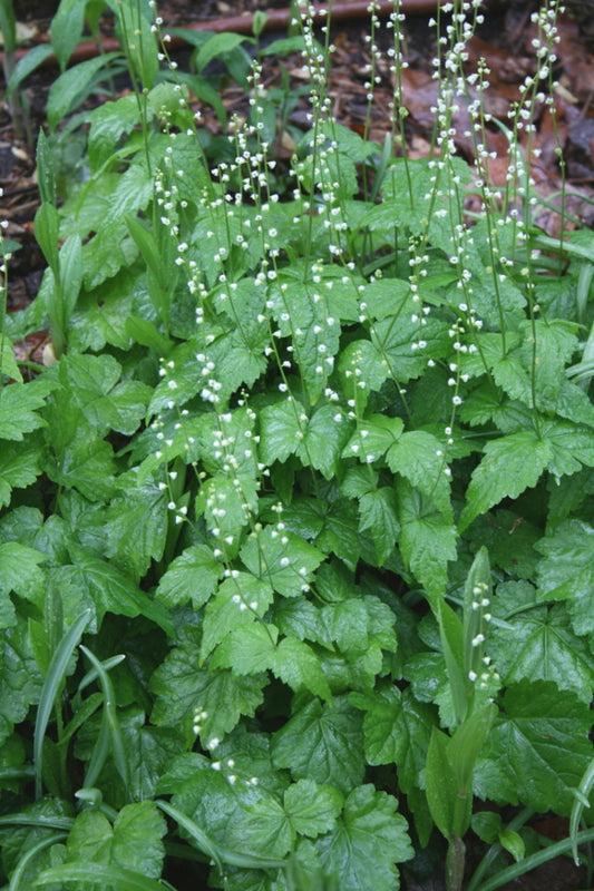 Image of Mitella diphylla|C. Burrell Gdn, VA|