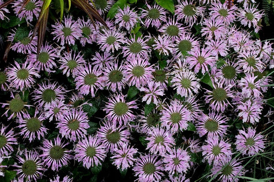 Image of Monarda 'Leading Lady Lilac' PP 26,431|Juniper Level Botanic Gdn, NC|JLBG