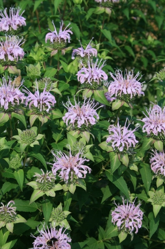 Image of Monarda bartlettii 'Puerto Purificacion'|Juniper Level Botanic Gdn, NC|JLBG