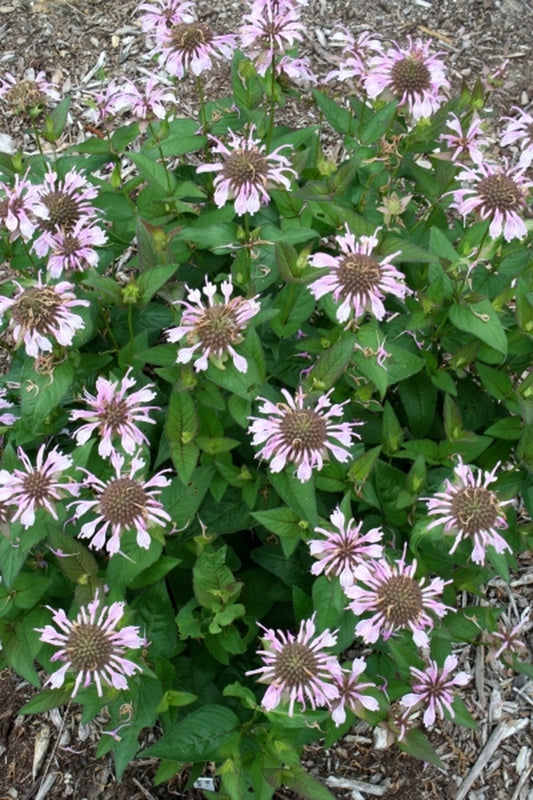 Image of Monarda bradburiana|Juniper Level Botanic Gdn, NC|JLBG