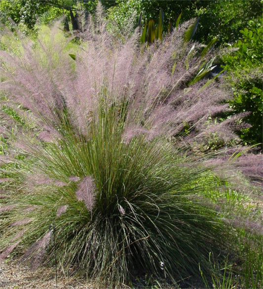 Image of Muhlenbergia 'Pink Flamingos'taken at Hoffman Nsy, NC by Hoffman Nursery