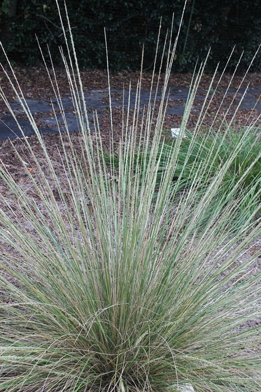 Image of Muhlenbergia dubia||