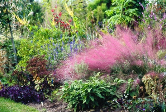 Image of Muhlenbergia filipes|Juniper Level Botanic Gdn, NC|JLBG