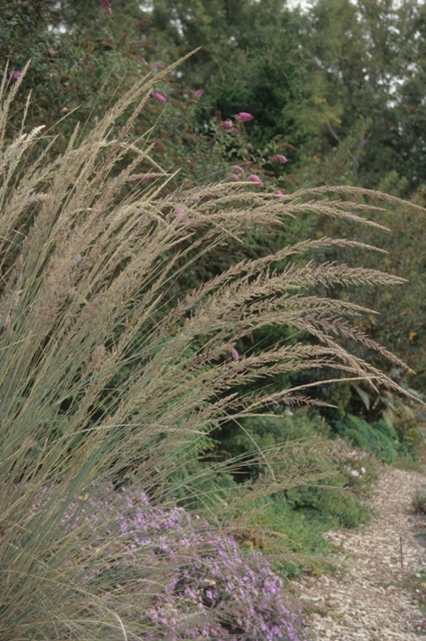 Image of Muhlenbergia lindheimeri|Juniper Level Botanic Gdn, NC|JLBG