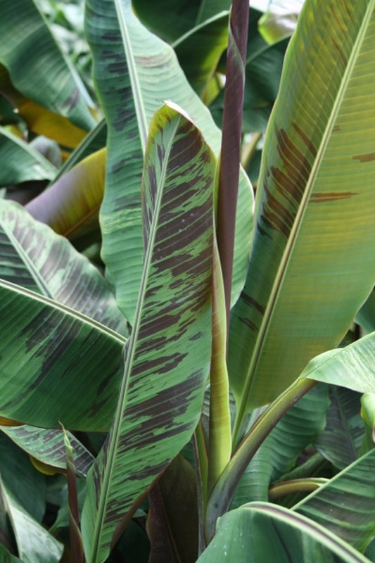 Image of Musa 'Bordelon'|Juniper Level Botanic Gdn, NC|JLBG