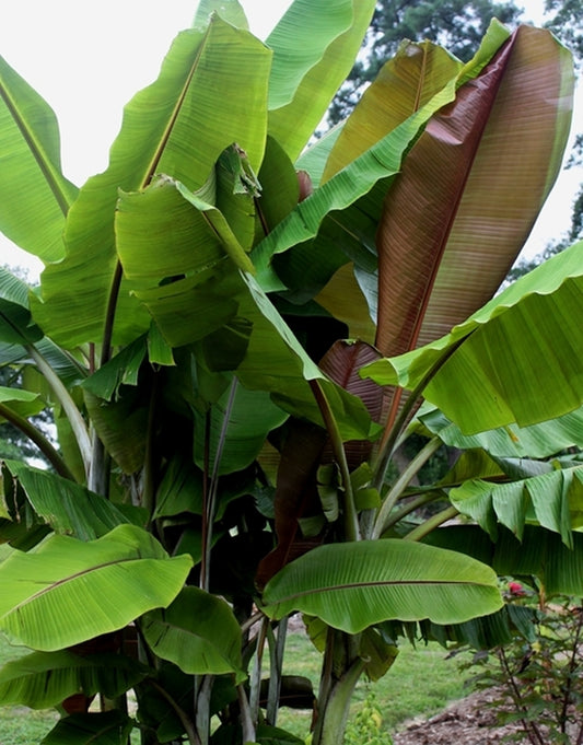 Image of Musa 'Helen's Hybrid'