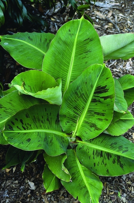 Image of Musa 'Little Prince' PP 15,255, PVR|Juniper Level Botanic Gdn, NC|JLBG