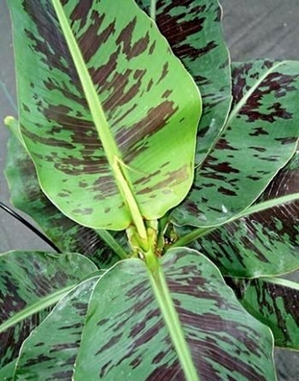 Image of Musa 'Truly Tiny'|Agristarts, FL|