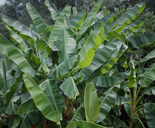 10 Graines Musa Itinerans - Bananier Du Yunnan Rustique (-8°C) - Plante Exotique & Croissance Rapide