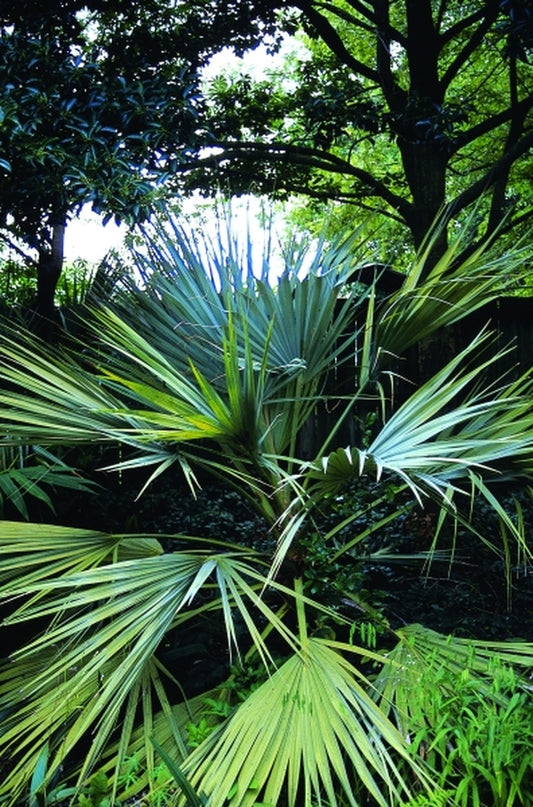 Image of Nannorrhops ritchieana|Woodlanders Nsy, SC|