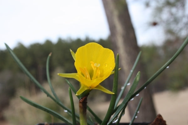 Image of Narcissus 'Apollo Gold'|Juniper Level Botanic Gdn, NC|JLBG