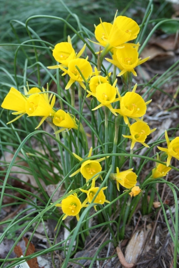 Image of Narcissus bulbocodium 'Golden Bells'|Juniper Level Botanic Gdn, NC|JLBG