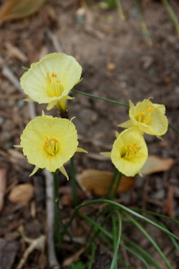 Image of Narcissus romieuxii 'Julia Jane'|Juniper Level Botanic Gdn, NC|JLBG