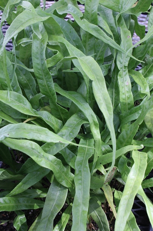 Image of Neolepisorus fortunei|Juniper Level Botanic Gdn, NC|JLBG