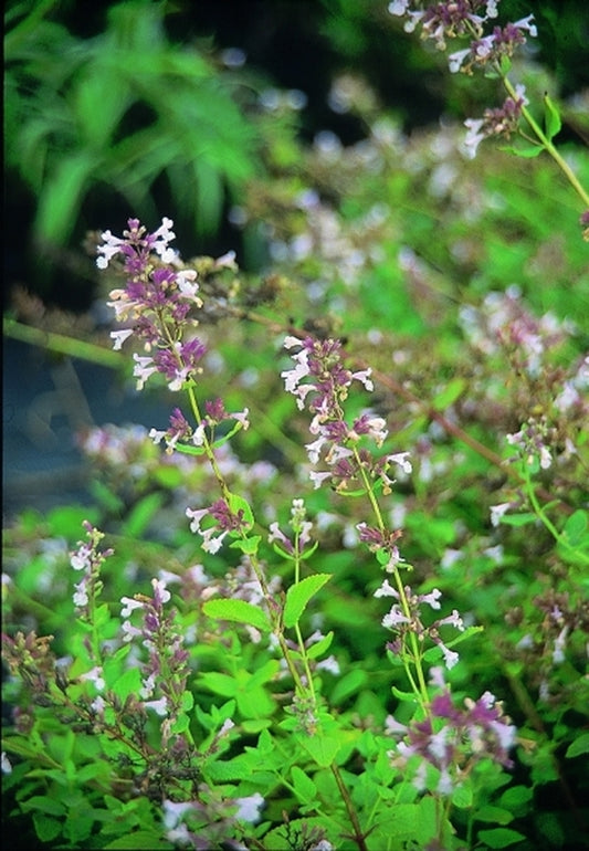 Image of Nepeta 'Dawn to Dusk'|Juniper Level Botanic Gdn, NC|JLBG