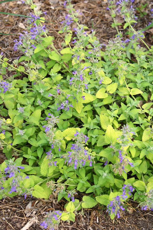 Image of Nepeta 'Limelight' PPAF|Juniper Level Botanic Gdn, NC|JLBG
