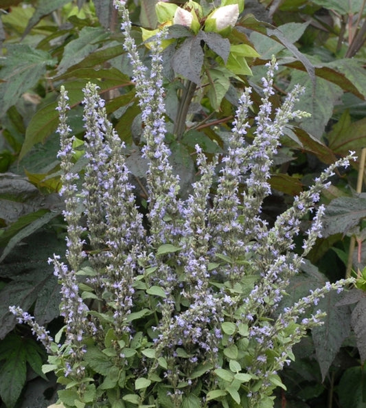 Image of Nepeta latifolia 'Super Cat'|Walters Gardens, MI|www.perennialresource.com
