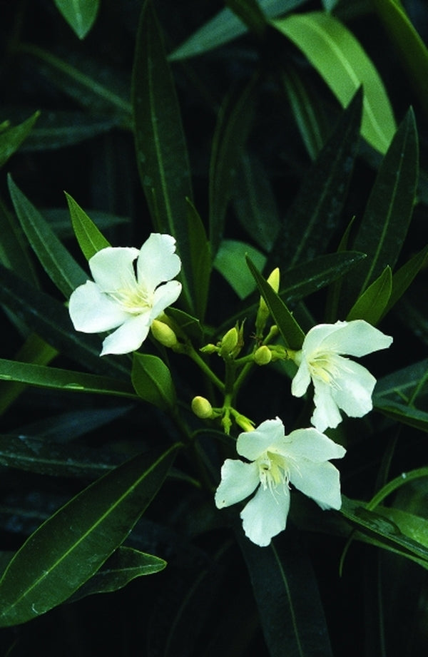 Image of Nerium oleander Hardy White|Juniper Level Botanic Gdn, NC|JLBG