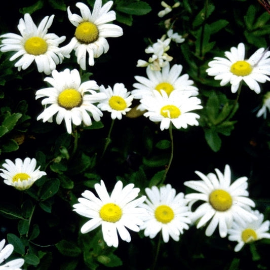 Image of Nipponanthemum nipponicum|Juniper Level Botanic Gdn, NC|JLBG