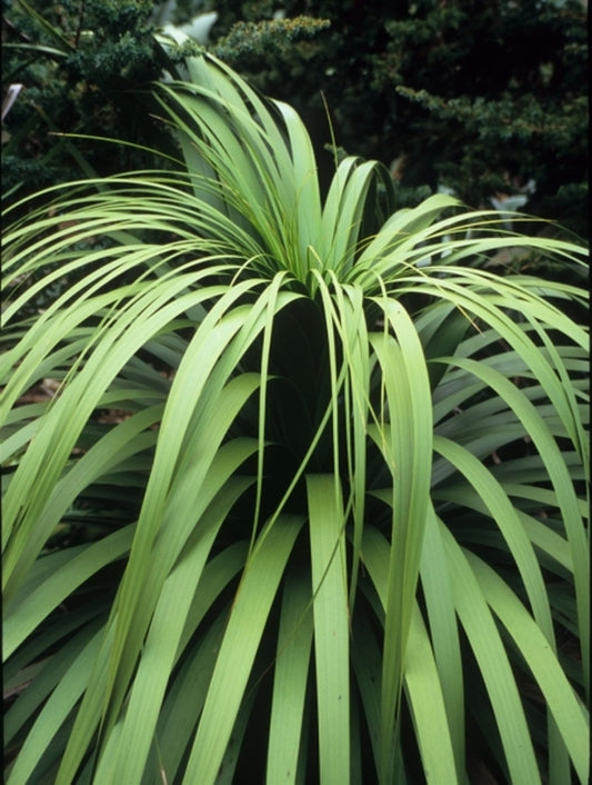 Image of Nolina hibernica 'La Siberica' coll. #DO7-64|Juniper Level Botanic Gdn, NC|JLBG
