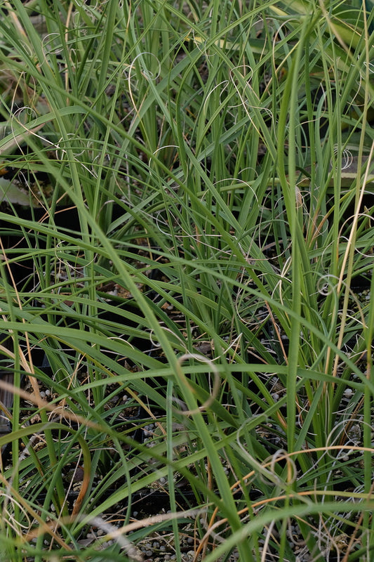 Image of Nolina microcarpa 'Oak Creek'||