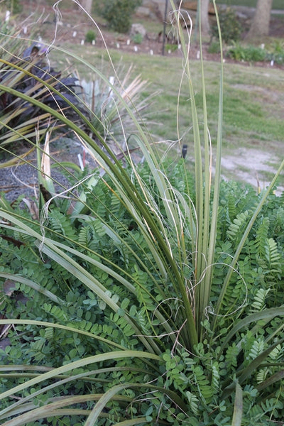 Learn about Nolina microcarpa | Sacahuista Bear Grass
